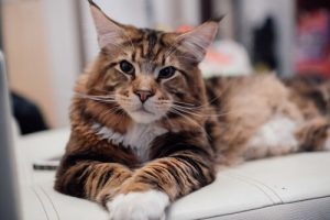 Maine Coon Cat: Traits and Caring For Them