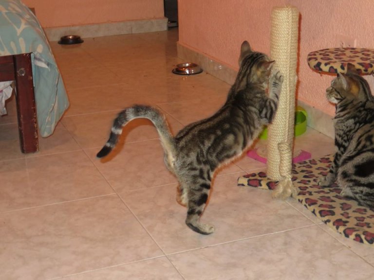 Sokoke cats playing with a scratching post