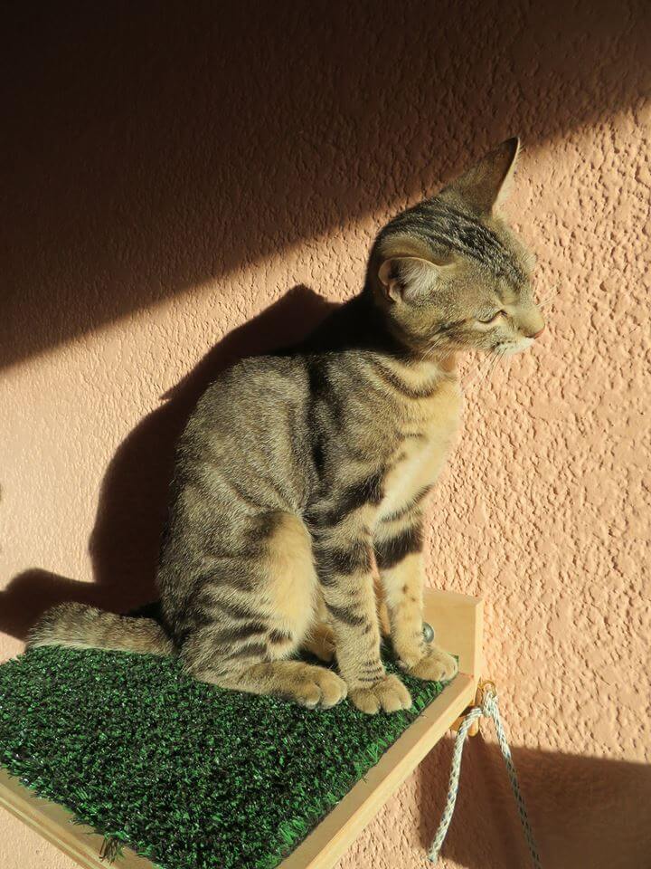 Sokoke cat sitting in the sun