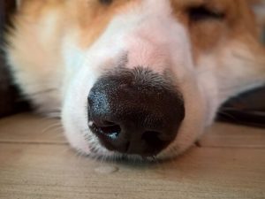 Canine Distemper: Symptoms, Treatment and Infection