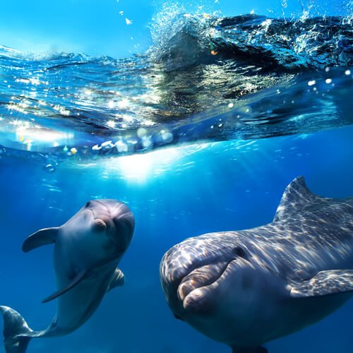 Happy dolphins