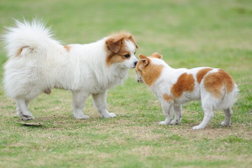 Dog Greetings: Everything You Should Know