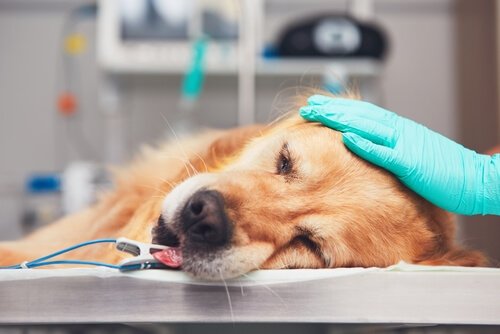 Chemotherapy for dogs can be really hard your pet