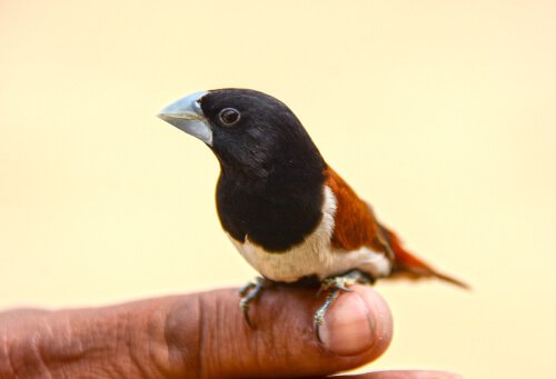 Gouldian Finch standing on a finger