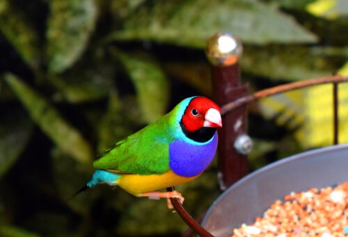 Colorful Gouldian Finch