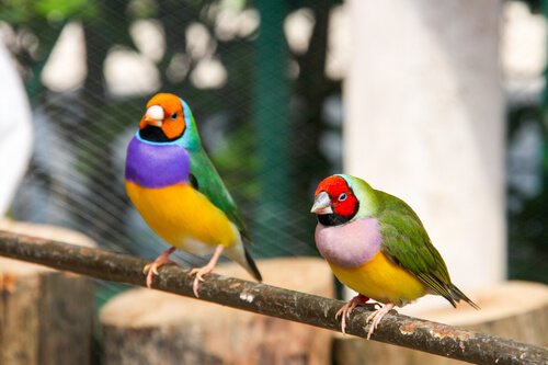 Care and Maintenance for the Gouldian Finch