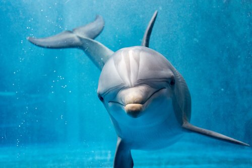 Dolphin Behavior, Almost Human?