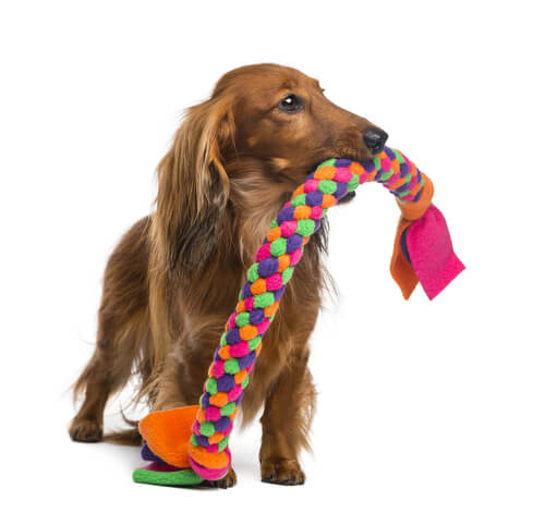 Dog with a cloth chew toy