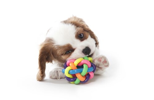 4 Tips to Help You Find a Chew Toy for Your Dog