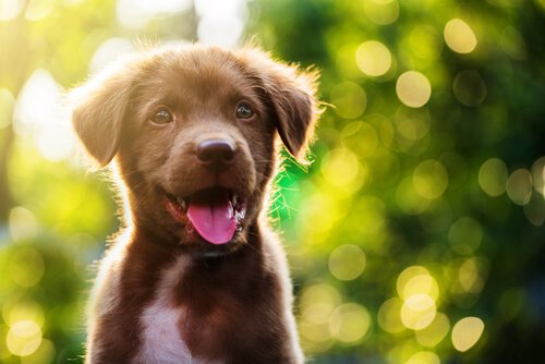 Puppy's Hiccups: How to Treat Them