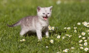 Cat's Meow: everything to know about it