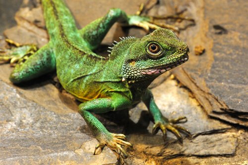 An iguana that looks like a dragon