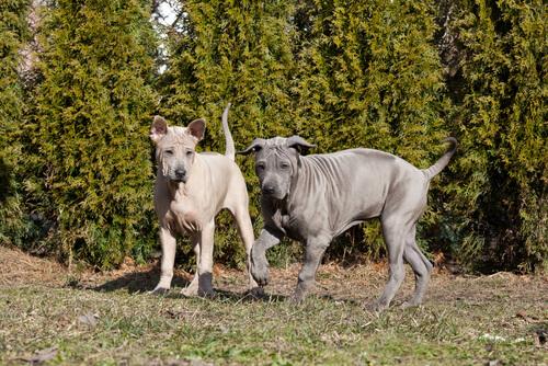 Thai Ridgeback Dog puppies