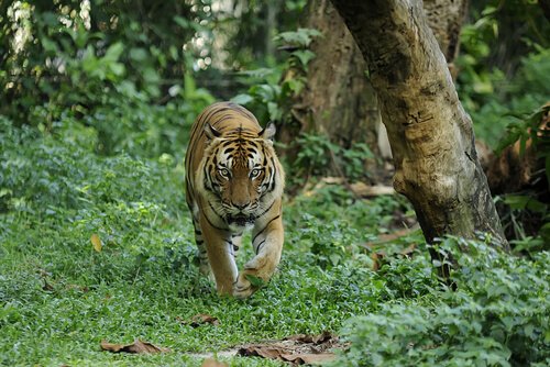 Malayan Tiger walking in the forest