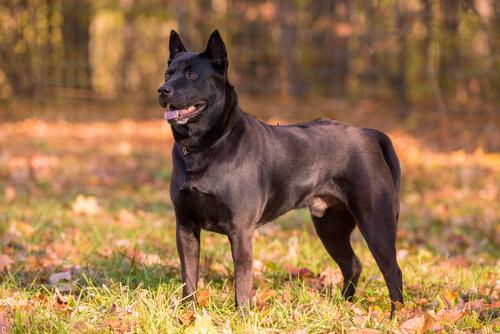 black ridgeback dog