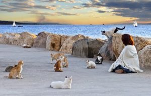 Feline Colonies: Why should they be controlled?