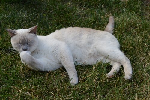 Cat lying down in the grass