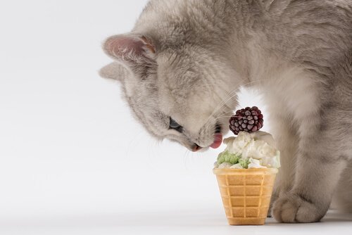 Summer Recipes For Cats