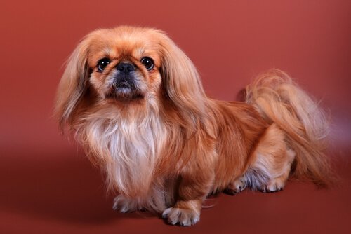 Pekingese