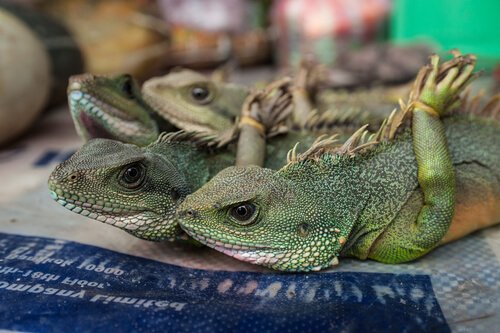 Illegal animal trafficking is cruel, look at these lizards that have their legs tied up