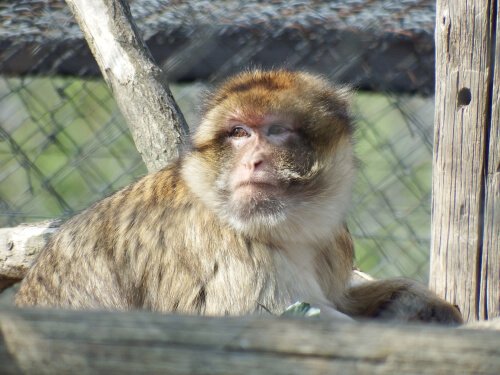 Gibraltar Macaque
