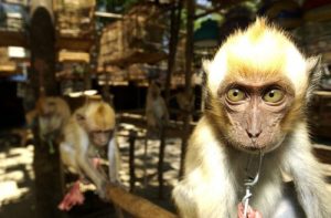 Spain, The Gateway To Illegal Animal Trafficking In Europe