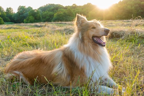 Lassie lying down in a field