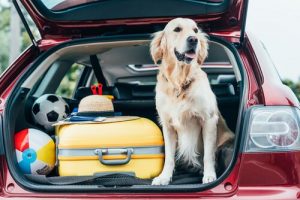 Tips For Taking Your Pet On Vacation