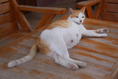 This cat is pregnant