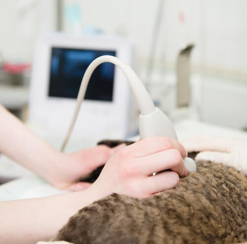 Cat getting an ultrasound