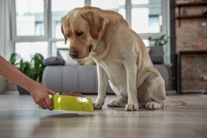 Why Are There Grain Free Dog Foods?