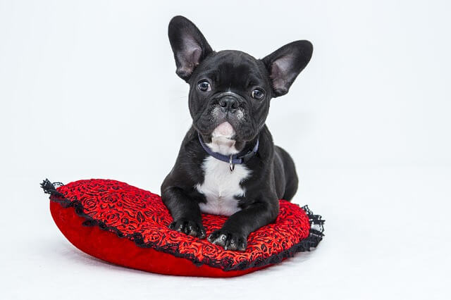 A dog on his red bed