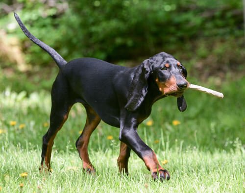 Dogs that are in danger of extinction, the black and tan coonhound is one of them