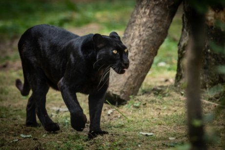 As panteras pretas são um dos maiores felinos.