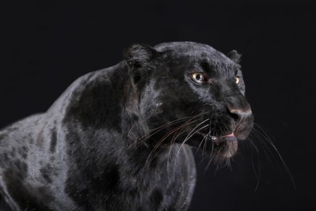 Schwarze Panther sind flinke Jäger.