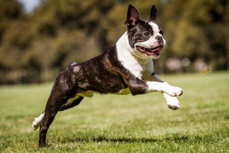 Boston terriers are small.