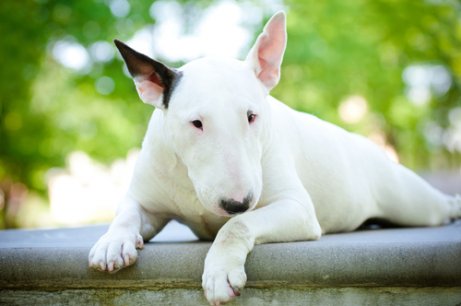 Bull terriers are one breed of terriers.