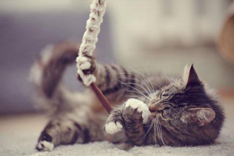 Cat playing with shoe lace.