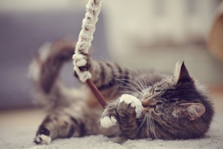 Cat playing with shoe lace. 