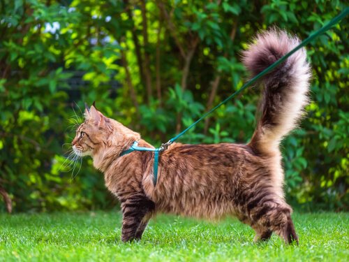 The Language of a Cat's Tail: what they can tell us