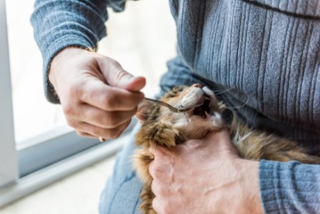 Olive oil for cats helps get rid of constipation