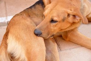 Claritin In Dogs: Everything You Should Know