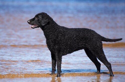 Retriever dog breeds, the curly-coated retriever