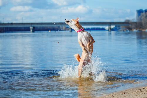 A dog bathing in the river.