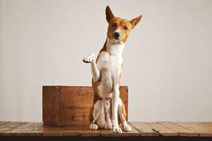 Can a Dog Relieve Himself in a Litter Box?