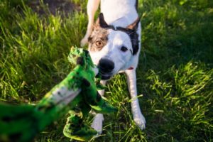 My Dog Chews on Everything: How to stop him?