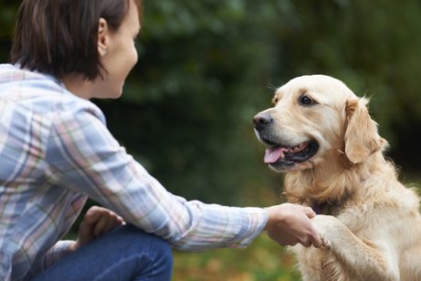 Dog giving his paw to a woman