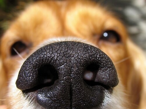 A dog's black nose