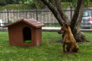 A bog beside a doghouse