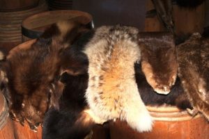 Finally, The Fur Trade Is Coming To An End